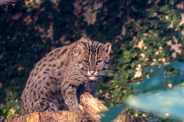 Fototapeta premium Fishing Cat (Prionailurus viverrinus) Photographed in Zoo