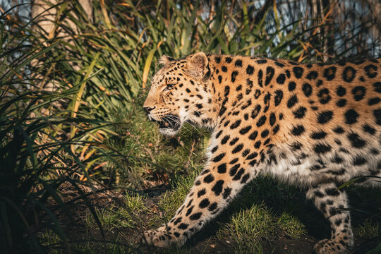 Leopard (Panthera pardus) Portrait in Zoo