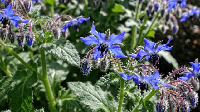 Star-shaped, intensely blue borage flowers blooming vibrantly amidst green foliage, showcasing delicate botanical beauty.
