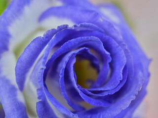 色鮮やかなトルコギキョウ