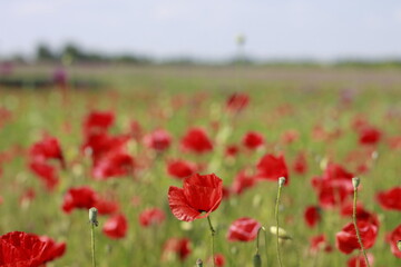 Fototapeta premium Beautiful red poppy flowers blooming in green meadow on sunny day. Summer wildflower field full of vibrant red, white, and purple blossoms — symbol of peace and remembrance.