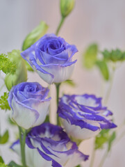 色鮮やかなトルコギキョウ