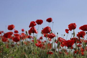 Obraz premium Beautiful red poppy flowers blooming in green meadow on sunny day. Summer wildflower field full of vibrant red, white, and purple blossoms — symbol of peace and remembrance.