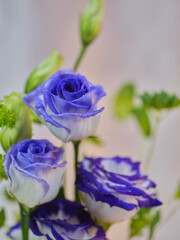 色鮮やかなトルコギキョウ