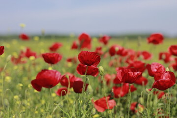 Fototapeta premium Beautiful red poppy flowers blooming in green meadow on sunny day. Summer wildflower field full of vibrant red, white, and purple blossoms — symbol of peace and remembrance.