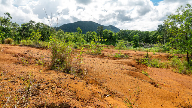 Edge of rainforest. Contact between natural environment and anthropogenic relief. Depletion of species diversity (tree-grasslands). Malaysia, Forest devastation, edge of sand quarry, disturbed soils