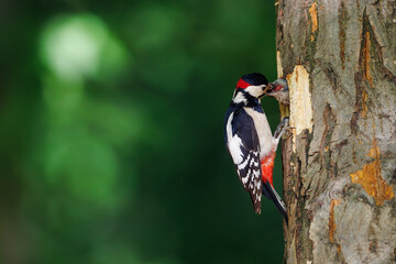 Obraz premium Great spotted woodpecker (Dendrocopos major) feeding chick at nest hole in tree trunk, forest habitat, close-up view in spring or summer season