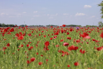 Fototapeta premium Beautiful red poppy flowers blooming in green meadow on sunny day. Summer wildflower field full of vibrant red, white, and purple blossoms — symbol of peace and remembrance.