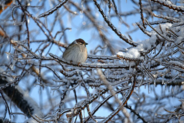 beautiful bird plump sparrow sitting on branches covered with hoarfrost in winter garden. A bird in winter in cold weather. The branches are covered with ice. A sparrow close-up. freezing outside