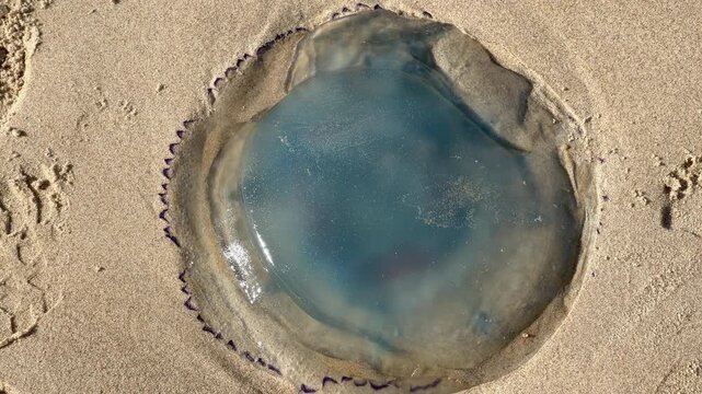 Barrel jellyfish closeup stranded on beach Zoutelande North Sea