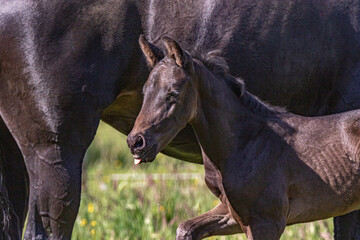 wenige Tage altes Rappfohlen leckt sich das Maul vor dem Bauch seiner schwarzen Mutter in der Sonne auf der Koppel © mavcon