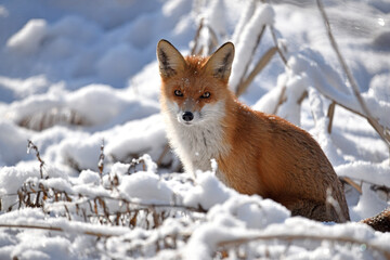 Obraz premium Vulpes, Red Fox in the Snow. animal in winter, in its natural habitat. fox hunting in winter season. Predator in nature. Red fur. a cunning, dangerous and beautiful animal close-up