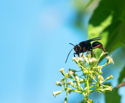 A dipterocarp tree flower and a digging wasp sphecidae feeding on nectar. Borneo