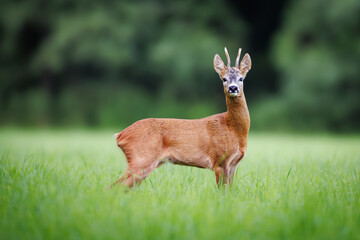 Naklejka premium Roe deer (Capreolus capreolus) standing alert in green meadow at forest edge during summer, young buck with velvet antlers looking directly at camera in natural habitat