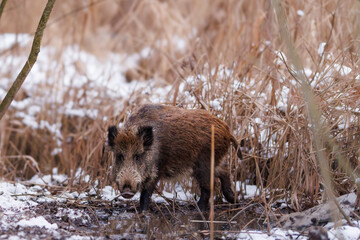 Wild boar (Sus scrofa) standing alert in muddy winter wetland, surrounded by snow, water and dry reeds in a natural forest habitat during cold season