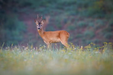Roe deer (Capreolus capreolus) standing alert in green meadow at forest edge during summer, young buck with velvet antlers looking directly at camera in natural habitat