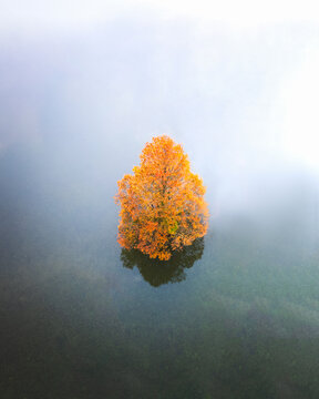 Aerial view of a single tree with vibrant orange leaves piercing through the dense, ethereal fog, contrasting with the dark water below, Planina, Slovenia.