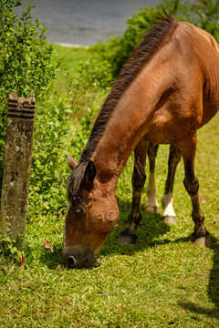 Cavalos selvagens, Cavalos, floresta, verde, erva, paisagem, 