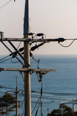 바닷가 전신주 위의 작은 새들