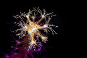 Macro view of Veretillum cynomorium sea pen polyps glowing on a dark background in the Marmara Sea