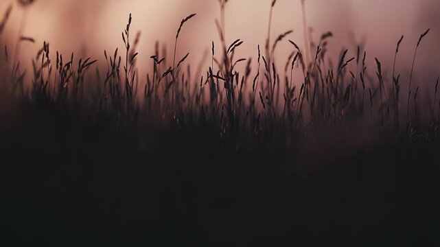 Tall grass silhouettes stand gracefully against a soft, hazy background of warm pastel colors during a peaceful evening providing a serene nature scene