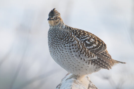 Sharp tailed grouse in winter