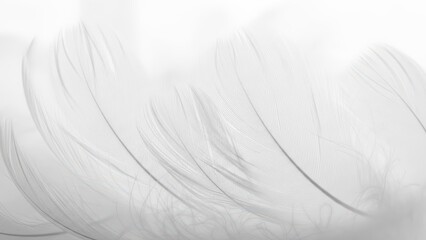 Obraz premium Delicate close-up of white feather with soft, ethereal textures and faint shadows in minimalist style