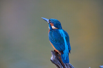 Eurasian kingfisher ,, Alcedo atthis,, in its natural environment, Danubian wetland, Slovakia
