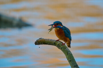 Obraz premium Eurasian kingfisher ,, Alcedo atthis,, in its natural environment, Danubian wetland, Slovakia