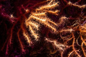 Close-up of Yellow Sea Fan (Eunicella cavolini) coral polyps in the Marmara Sea