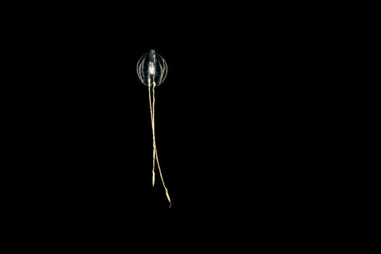 Translucent Sea Gooseberry (Pleurobrachia pileus) with long tentacles drifting in the dark sea