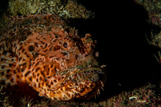 Dramatic close-up portrait of a Red Scorpionfish (Scorpaena scrofa) on a dark background underwater