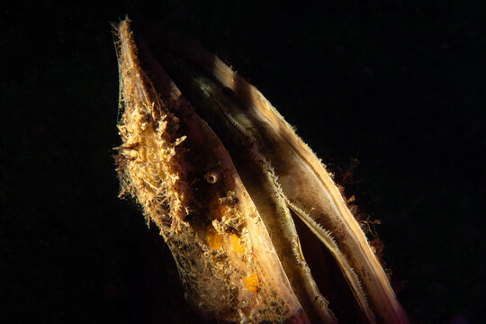 Close-up of a Noble Pen Shell (Pinna nobilis) opening on a dark underwater background