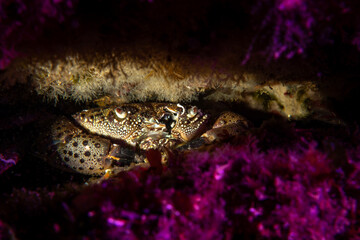 Warty Crab (Eriphia verrucosa) hiding among purple algae in the Marmara Sea