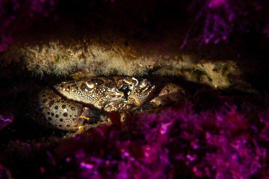 Warty Crab (Eriphia verrucosa) hiding among purple algae in the Marmara Sea