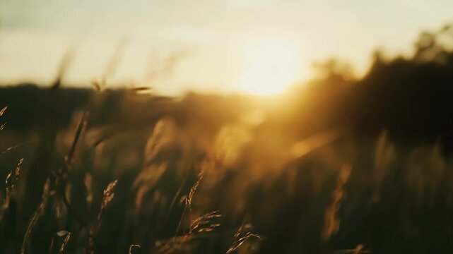 Tall grass stems are catching the warm, glowing light of a setting sun, creating a serene and natural background expressing concepts of peace, tranquility, and natural beauty