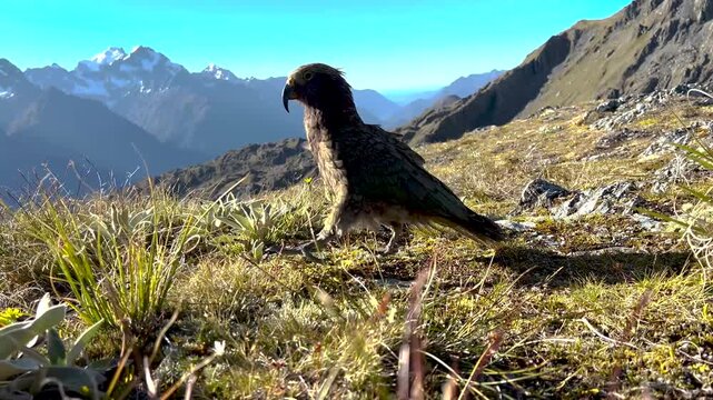 South Island New Zealand Kea Mountain Parrots and mountain background. Wildlife
