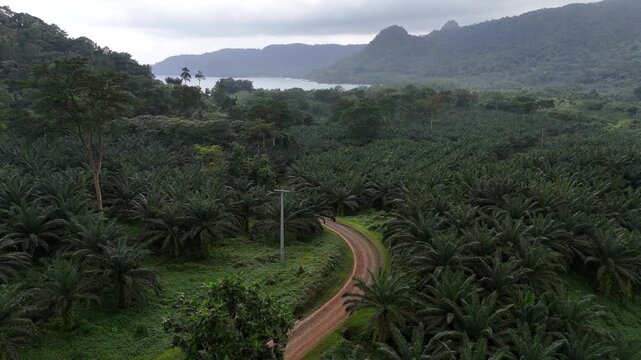 A spectacular high-angle perspective of a quiet road cutting through the vast and untouched equatorial forest of Sao Tome Island.