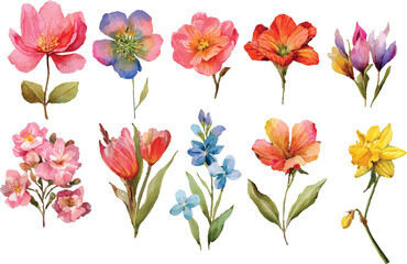 Obraz premium set of colorful flowers