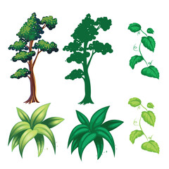 Realistic dense green fir trees on white background vector illustration