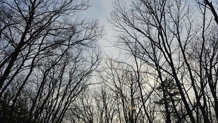 겨울 숲 사이로 스며드는 오후의 햇빛