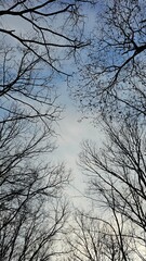 겨울 숲 사이로 열린 하늘