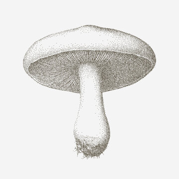 Pencil mushroom sketch with soft graphite grit, erased smudges, grainy dust, faint scratches and faded strokes across worn paper surface.