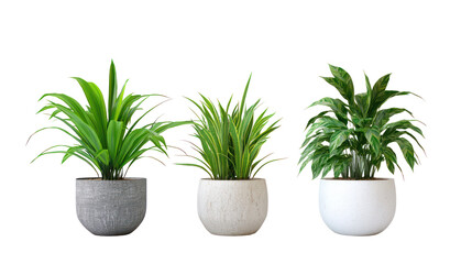 Obraz premium Three potted plants isolated on transparent background