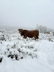 vaca de ganado extensivo en un paisaje nevado