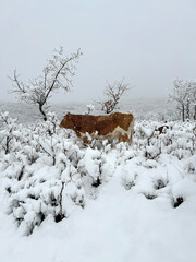 vaca en un paisaje nevado