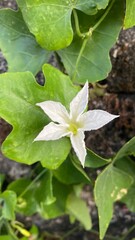 Obraz premium ivy gourd flower