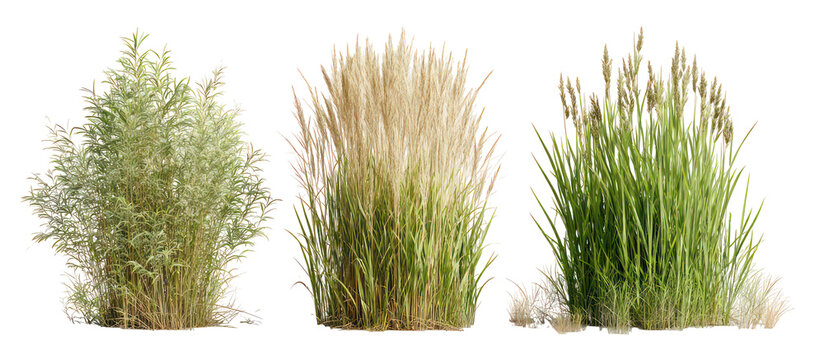 Three sets of tall fescue foxtail grass and Kentucky bluegrass side by side on transparent background