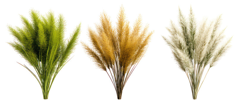 Sets of velvet grass zoysia grass and foxtail grass side by side on transparent background