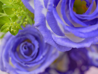 色鮮やかなトルコギキョウ